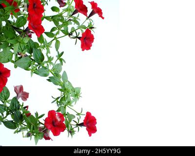 Petunia grandiflora Grenze isoliert auf weißem Hintergrund Stockfoto