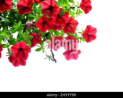 Petunia grandiflora Grenze isoliert auf weißem Hintergrund Stockfoto