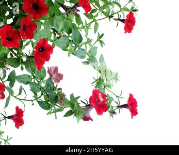 Petunia grandiflora Grenze isoliert auf weißem Hintergrund Stockfoto