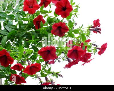 Petunia grandiflora Grenze isoliert auf weißem Hintergrund Stockfoto