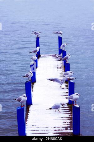 FRANKREICH, HAUTE SAVOY ( 74 ), ANNECY, ANLEGESTELLE IM WINTER AM LAC VON ANNECY UND LACHENDE MÖWEN Stockfoto