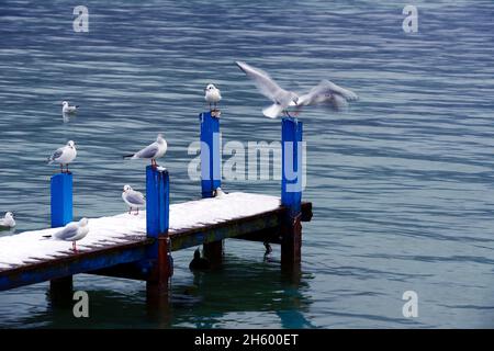 FRANKREICH, HAUTE SAVOY ( 74 ), ANNECY, ANLEGESTELLE IM WINTER AM LAC VON ANNECY UND LACHENDE MÖWEN Stockfoto