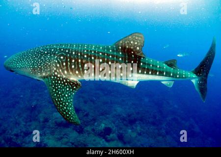 Walhai (Rhincodon-Typus) im Flower Garden Banks National Marine Sanctuary Stockfoto