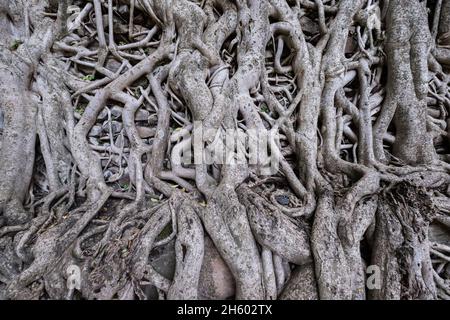 Fasiladas' Bath in Gondar, Äthiopien, Afrika Stockfoto