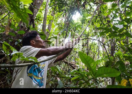 Juli 2017. Catalino Balajon erntet ratan aus dem heimischen Wald. Kayasan, Barangay Tagabinet, Palawan, Philippinen. Stockfoto