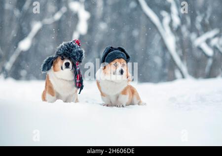 Zwei lustige Brüder des Pembroke Corgi-Hundes sitzen in Ohrenklappen in einem Winterpark Stockfoto