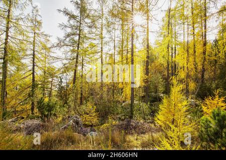 Lärchenbäume im herbstlichen Stil mit Sonnenstrahlen Stockfoto