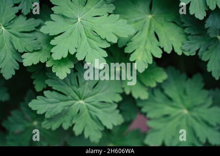 geranium macrorrhizum aus der Nähe hinterlässt einen natürlichen Hintergrund Stockfoto