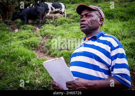 September 2017. Simeo Ntawuruhunga erhielt im Rahmen ihres Färsenprogramms eine Kuh von der Nkuringo Community Conservation and Development Foundation (NCCDF). Er züchtet die Kuh, hält das Kalb und beginnt damit, seine Herde aufzubauen, und übergibt die ursprüngliche Kuh an die nächste im Färsenprogramm. Er hat jetzt 6 Kühe, die Milch produzieren, die er vor Ort verkaufen kann. Bullen, wenn geboren, werden für Fleisch verkauft. Nkuringo, Uganda. Stockfoto