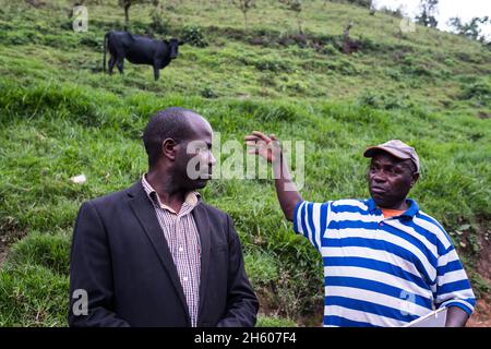 September 2017. Simeo Ntawuruhunga erhielt im Rahmen ihres Färsenprogramms eine Kuh von der Nkuringo Community Conservation and Development Foundation (NCCDF). Er züchtet die Kuh, hält das Kalb und beginnt damit, seine Herde aufzubauen, und übergibt die ursprüngliche Kuh an die nächste im Färsenprogramm. Er hat jetzt 6 Kühe, die Milch produzieren, die er vor Ort verkaufen kann. Bullen, wenn geboren, werden für Fleisch verkauft. Nkuringo, Uganda. Stockfoto