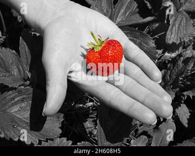 Selektives Farbfoto der frischen roten Erdbeere auf der Hand des Mädchens Stockfoto
