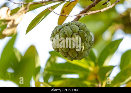 Sitafal. Pudding Apfel auf Zweig. Stockfoto