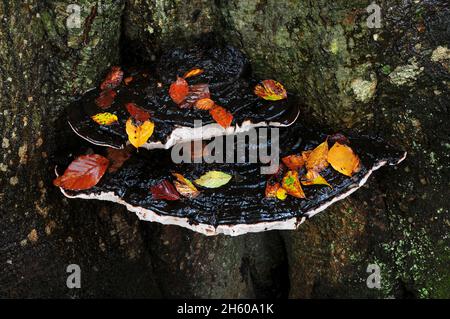 Südlicher Bracketpilz auf reifen Buchenstämmen. New Forest, Hampshire, Großbritannien. November 2015 Stockfoto