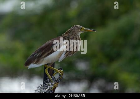 Indian Pond Heron, Ardeola greyii greyii. Stockfoto