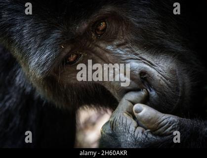 September 2017. Gorillas mit der Rushegura-Gruppe im Biwindi Impenetrable National Park. Diese Gruppe war eine der ersten in der Gegend, die für Gorilla-Tracking-Tourismus gewöhnt ist. Bwindi Impenetrable National Park, Uganda. Stockfoto