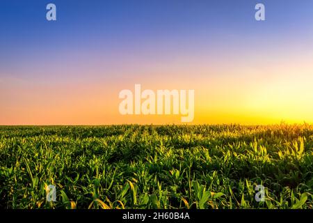Reihen von jungen Mais in einem landwirtschaftlichen Feld bei Sonnenuntergang oder Sonnenaufgang. Ländliche Landschaft. Stockfoto