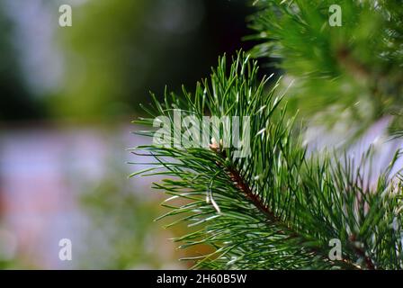 Unreife grüne Zapfen auf dem Weihnachtsbaum, im Sommer Stockfoto