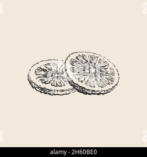 Runde Zitronenscheiben, Grapefruit, Orange, Zitrus Handgezeichnete Skizze Vektorgrafik Stock Vektor