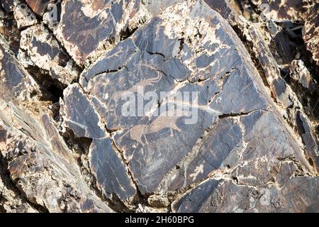 Uralte Felsschnitzereien von Tieren in der Sarmysch-Schlucht, Nurata-Gebirge, Usbekistan Stockfoto