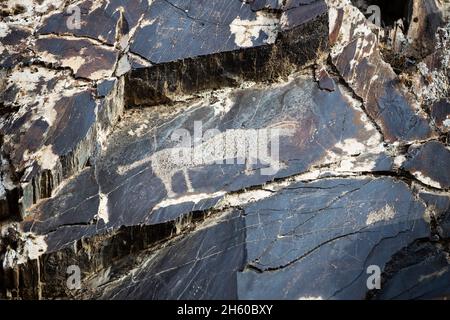 Alte Felszeichnungen Petroglyphen in der Sarmysch-Schlucht, Nurata-Gebirge, Usbekistan Stockfoto