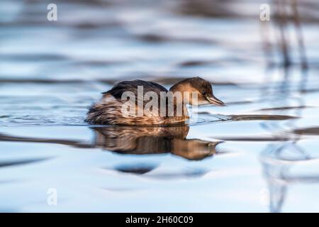 Zwergtaucher; Tachybaptus ruficollis; Wintergefieder; Großbritannien Stockfoto