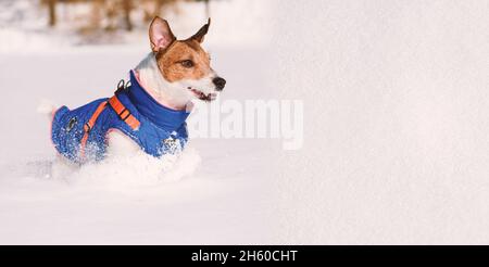 Hintergrund mit Schnee Textur und Hund trägt warme Kleidung am sonnigen Wintertag spielen Stockfoto