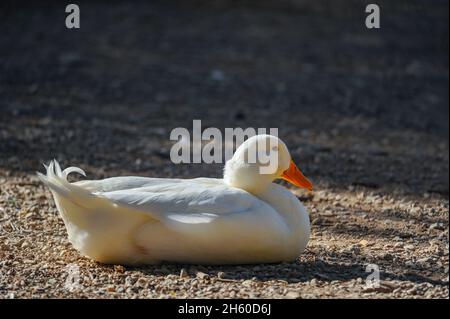 Wilde Vögel in ihrer natürlichen Umgebung. Vögel in Freiheit. Stockfoto