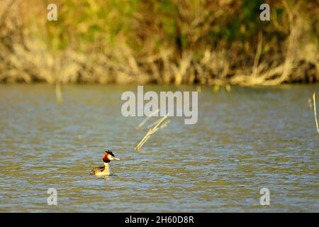 Wilde Vögel in ihrer natürlichen Umgebung. Vögel in Freiheit. Stockfoto