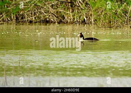 Wilde Vögel in ihrer natürlichen Umgebung. Vögel in Freiheit. Stockfoto