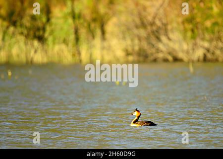 Wilde Vögel in ihrer natürlichen Umgebung. Vögel in Freiheit. Stockfoto