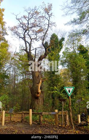 Die 800 Jahre alte englische Eiche Dicke Marie ist ein Naturdenkmal im Tegeler Forst, Bezirk Reinickendorf. Es ist wahrscheinlich der älteste Baum in Berlin 2021 Stockfoto