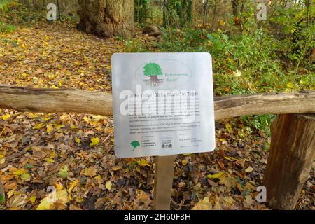 Die 800 Jahre alte englische Eiche Dicke Marie ist ein Naturdenkmal im Tegeler Forst, Bezirk Reinickendorf. Es ist wahrscheinlich der älteste Baum in Berlin 2021 Stockfoto