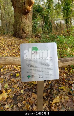 Die 800 Jahre alte englische Eiche Dicke Marie ist ein Naturdenkmal im Tegeler Forst, Bezirk Reinickendorf. Es ist wahrscheinlich der älteste Baum in Berlin 2021 Stockfoto