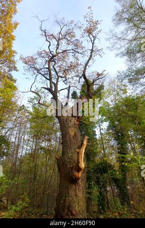 Die 800 Jahre alte englische Eiche Dicke Marie ist ein Naturdenkmal im Tegeler Forst, Bezirk Reinickendorf. Es ist wahrscheinlich der älteste Baum in Berlin 2021 Stockfoto