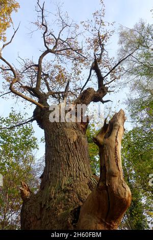 Die 800 Jahre alte englische Eiche Dicke Marie ist ein Naturdenkmal im Tegeler Forst, Bezirk Reinickendorf. Es ist wahrscheinlich der älteste Baum in Berlin 2021 Stockfoto