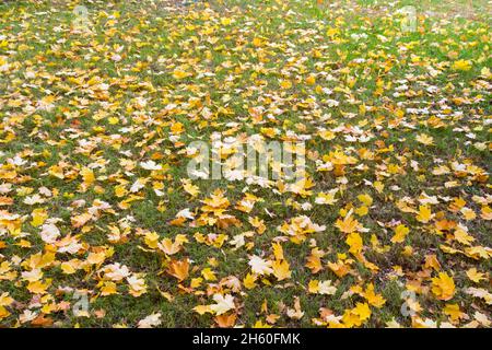 Gefallene gelbe Ahornblätter auf Grasboden im Garten im Herbst Stockfoto
