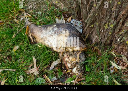 Toter Karpfenfisch (Carassius) am Ufer des Sees Stockfoto