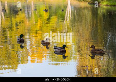 Zwei männliche und zwei weibliche Stockenten Anas platyrhynchos schwimmen im See im Herbst, Sopron, Ungarn Stockfoto