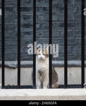 Larry, der 10 Downing Street Kater und Chief Mouser des Kabinetts, hinter Gittern vor Nr. 10. Kredit: Malcolm Park/Alamy Stockfoto