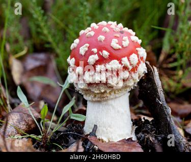 Kleine Fliege Amanita oder Fliege agarische rote und weiße Pilze beginnen Wachstum auf dem Waldboden Stockfoto