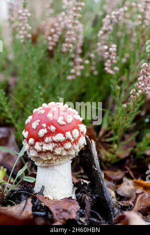 Kleine Fliege Amanita oder Fliege agarische rote und weiße Pilze beginnen Wachstum auf dem Waldboden Stockfoto