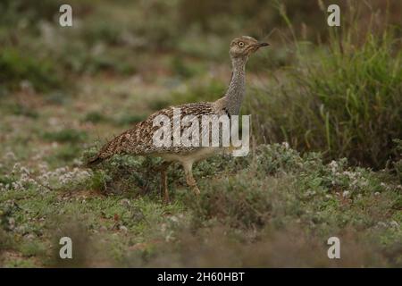 Houbara Bustard ist ein ikonischer Vogel der Kanarischen Inseln, wo die halbariden Sandebenen ideal für die Zucht sind. Stockfoto