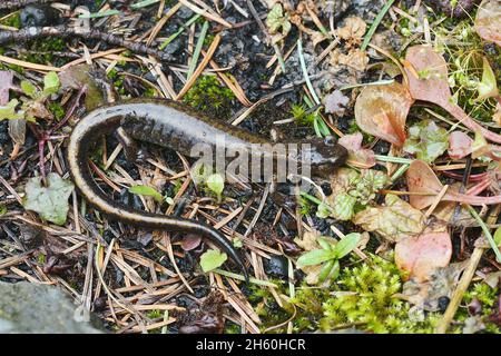 Nahaufnahme von Dunn's Salamander, Plethodon dunni in der Columbia River Gorge Stockfoto