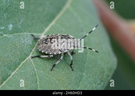 Nahaufnahme einer Nymphe des melierten Schildbugs, Rhaphigasternymphula Stockfoto