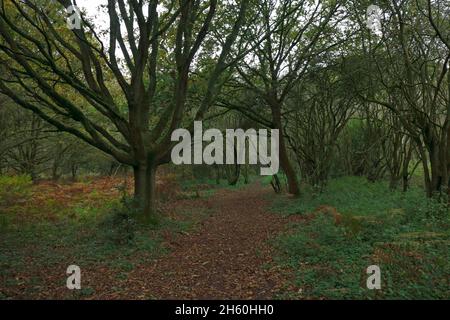 Ein Blick auf einen Fußweg durch Waldlebensräume auf dem Alderford Common SSSI-Gelände an einem trüben Herbsttag in Alderford, Norfolk, England, Vereinigtes Königreich. Stockfoto