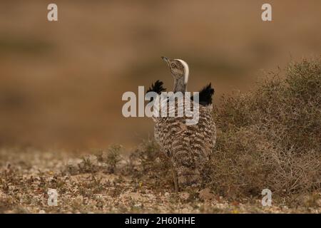 Houbara Bustard ist ein ikonischer Vogel der Kanarischen Inseln, wo die halbariden Sandebenen ideal für die Zucht sind. Stockfoto