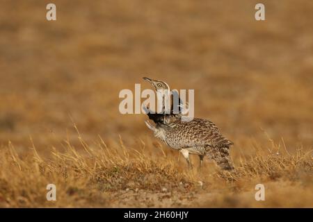 Houbara Bustard ist ein ikonischer Vogel der Kanarischen Inseln, wo die halbariden Sandebenen ideal für die Zucht sind. Stockfoto