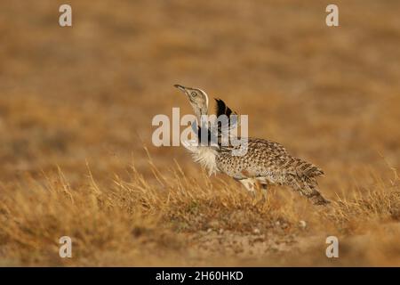 Houbara Bustard ist ein ikonischer Vogel der Kanarischen Inseln, wo die halbariden Sandebenen ideal für die Zucht sind. Stockfoto