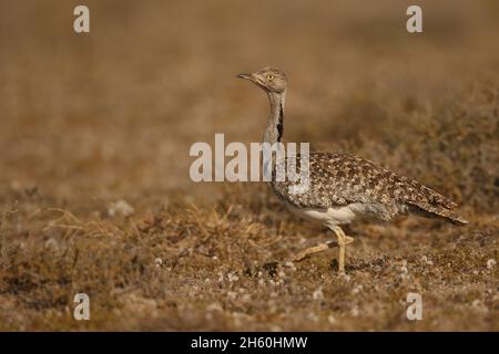 Houbara Bustard ist ein ikonischer Vogel der Kanarischen Inseln, wo die halbariden Sandebenen ideal für die Zucht sind. Stockfoto