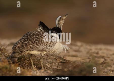 Houbara Bustard ist ein ikonischer Vogel der Kanarischen Inseln, wo die halbariden Sandebenen ideal für die Zucht sind. Stockfoto